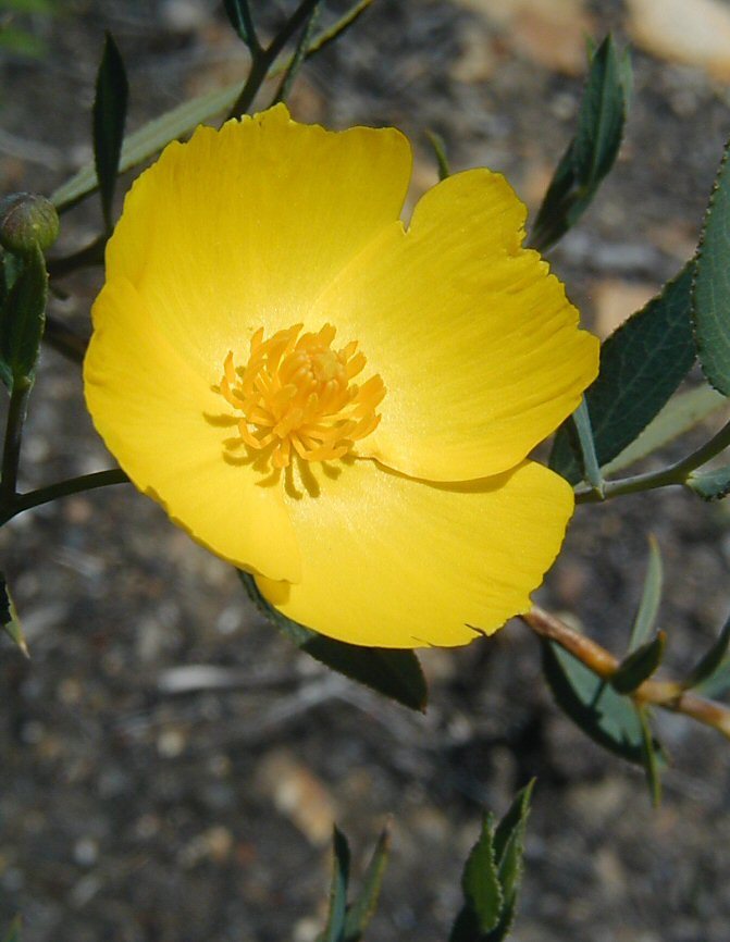 Image of tree poppy