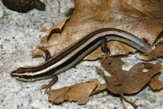 Plestiodon skiltonianus Baird & Girard 1852 resmi