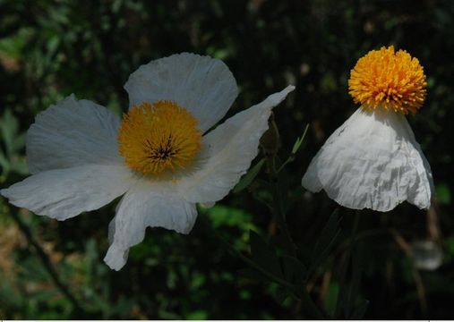 Image of Coulter's Matilija poppy