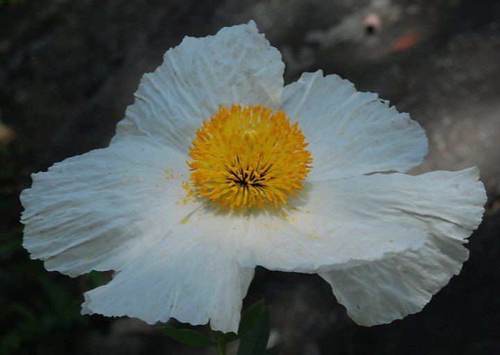 صورة Romneya coulteri Harv.