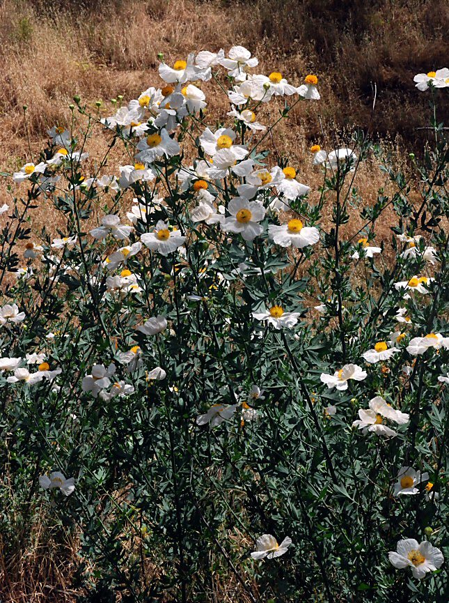 صورة Romneya coulteri Harv.