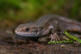 Image of Viviparous lizard