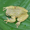 Image of Thorny Spikethumb Frog