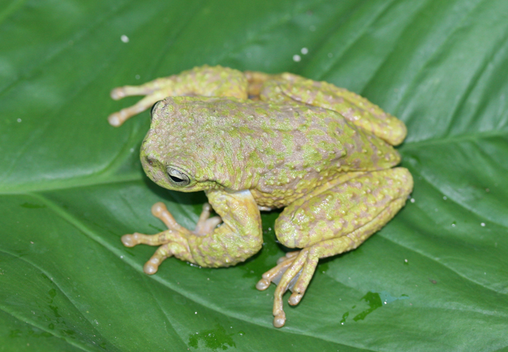 Image of Thorny Spikethumb Frog