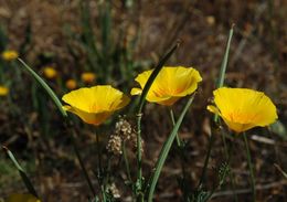 Image of tufted poppy