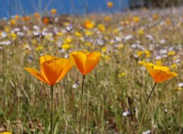 Image of tufted poppy