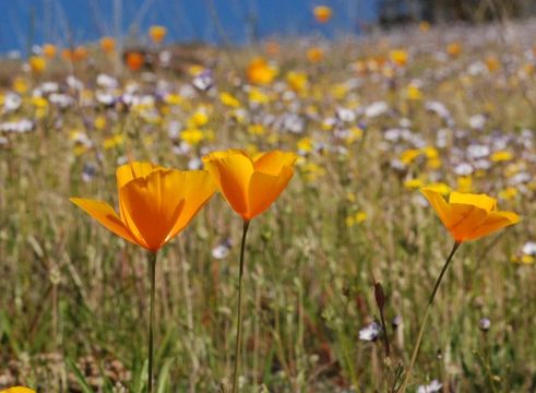 Image of tufted poppy