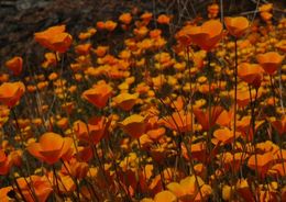 Image of tufted poppy