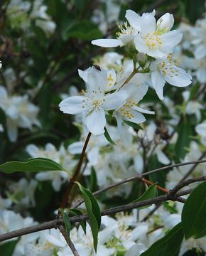 Imagem de Philadelphus lewisii Pursh