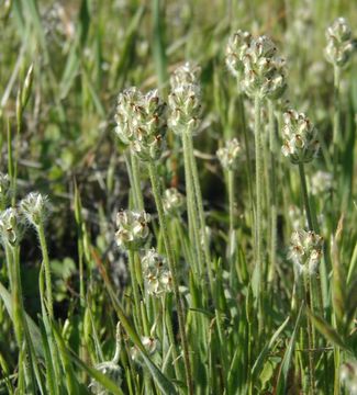 Image of dotseed plantain