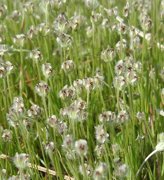 Image of dotseed plantain