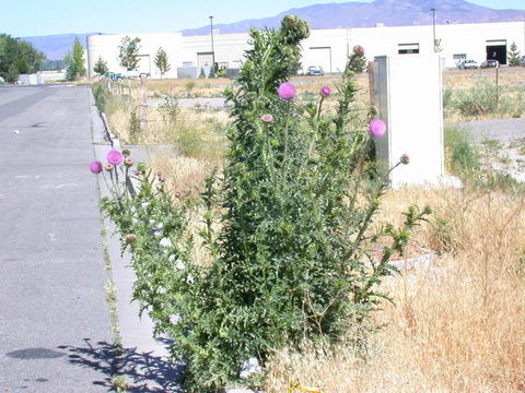 Image of Musk Thistle