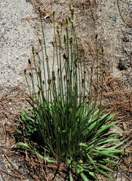 Image of Ribwort Plantain