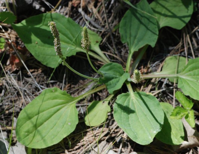 Image of Broadleaf Plantain