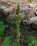 Image of Broadleaf Plantain