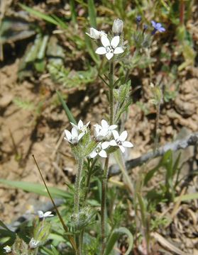 Image of purplespot gilia