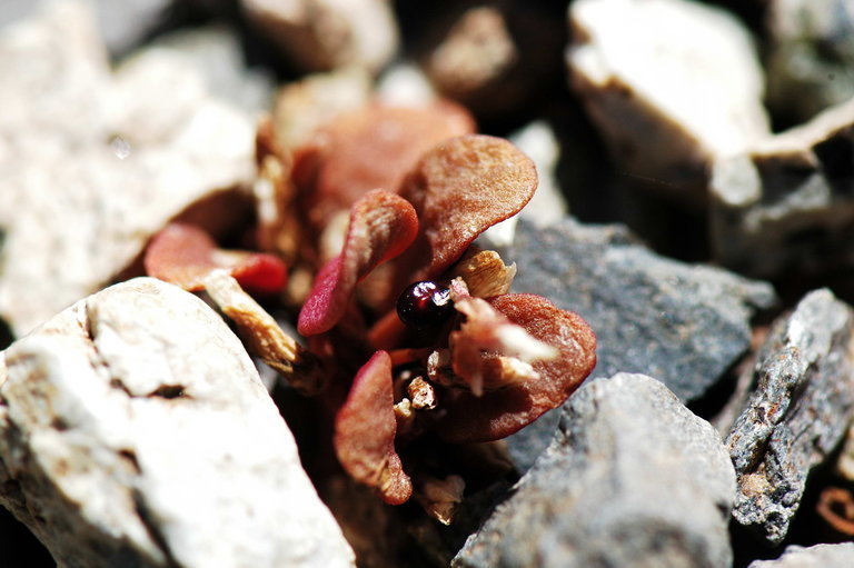 Claytonia umbellata S. Wats. resmi