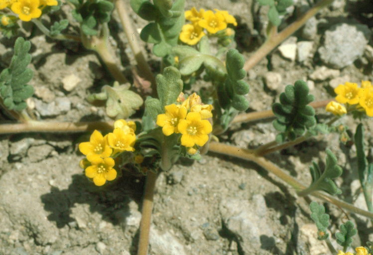 Image of glandular yellow phacelia