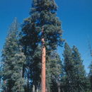 Image of rocky mountain ponderosa pine