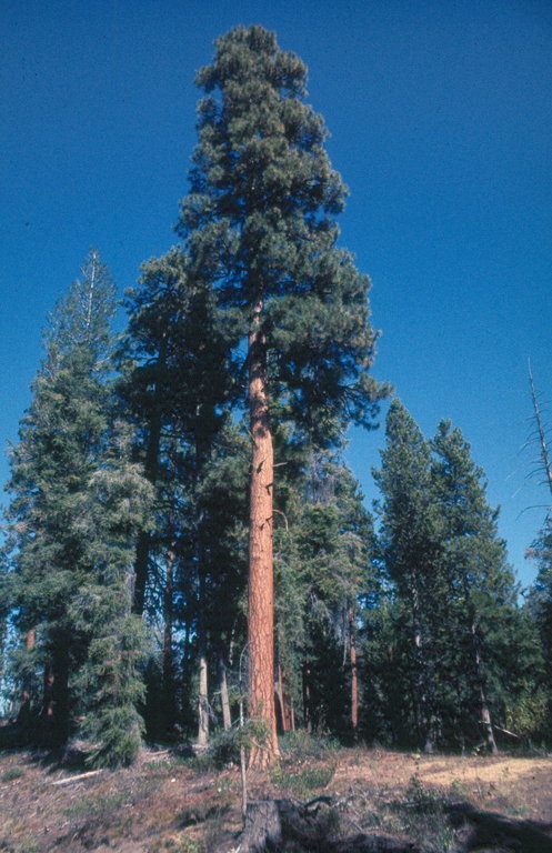 Image of rocky mountain ponderosa pine