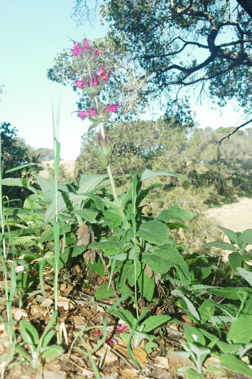 Image of hummingbird sage