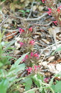 Image of hummingbird sage