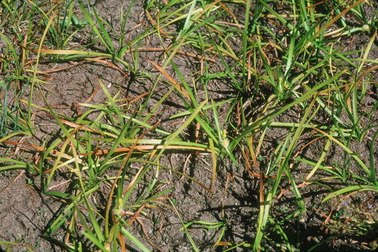 Image of Floating Bur-reed