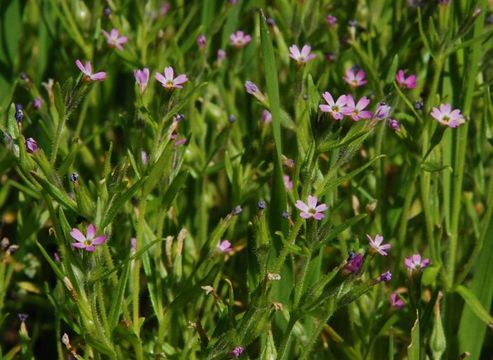 Image of slender phlox