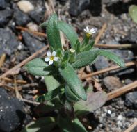 Image of slender phlox