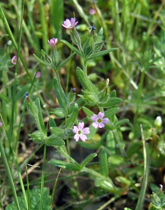 Image of slender phlox