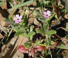 Image of slender phlox