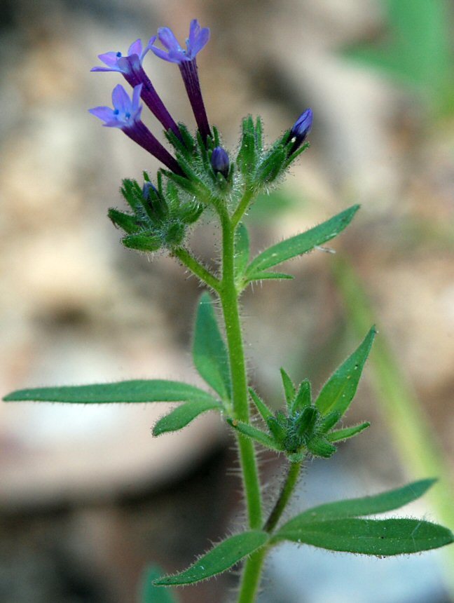 Plancia ëd Allophyllum divaricatum (Nutt.) A. D. & V. E. Grant