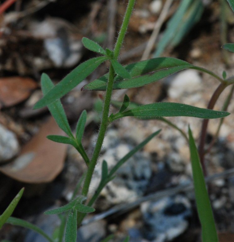 Plancia ëd Allophyllum divaricatum (Nutt.) A. D. & V. E. Grant