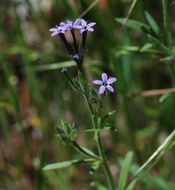 Plancia ëd Allophyllum divaricatum (Nutt.) A. D. & V. E. Grant