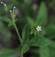 Plancia ëd Allophyllum integrifolium (A. Brand) A. D. & V. E. Grant