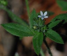 Plancia ëd Allophyllum integrifolium (A. Brand) A. D. & V. E. Grant