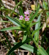 Collomia linearis Nutt.的圖片