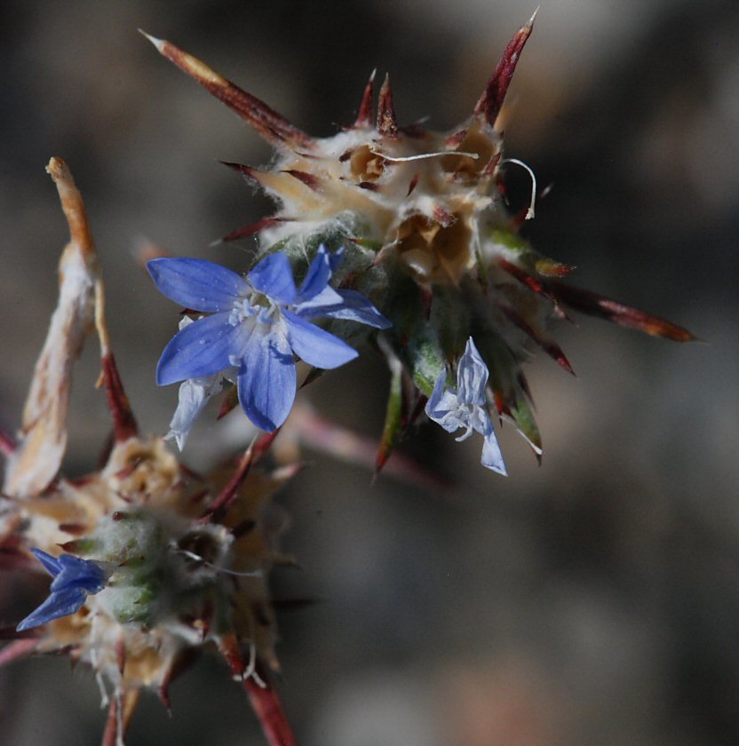 Image of Great Basin woollystar