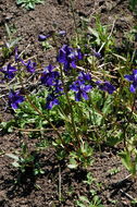 Image of twolobe larkspur