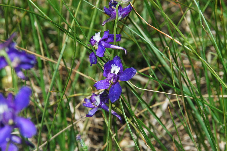 Image of twolobe larkspur