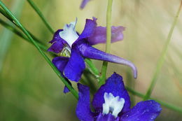 Image of twolobe larkspur