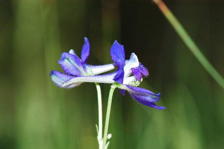 Image of twolobe larkspur