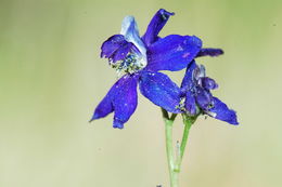 Image of twolobe larkspur