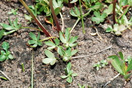 Image of twolobe larkspur