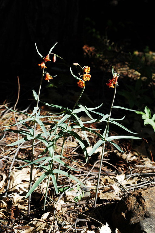 Image of Butte County fritillary