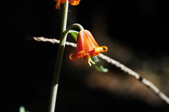 Image of Butte County fritillary