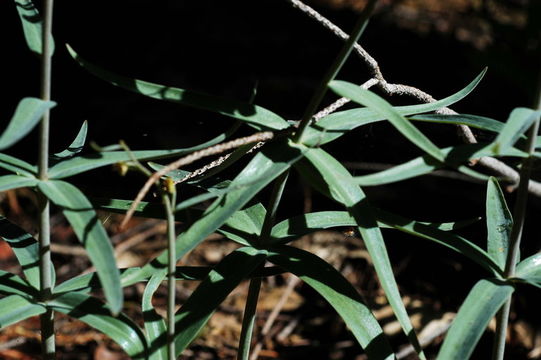 Image of Butte County fritillary