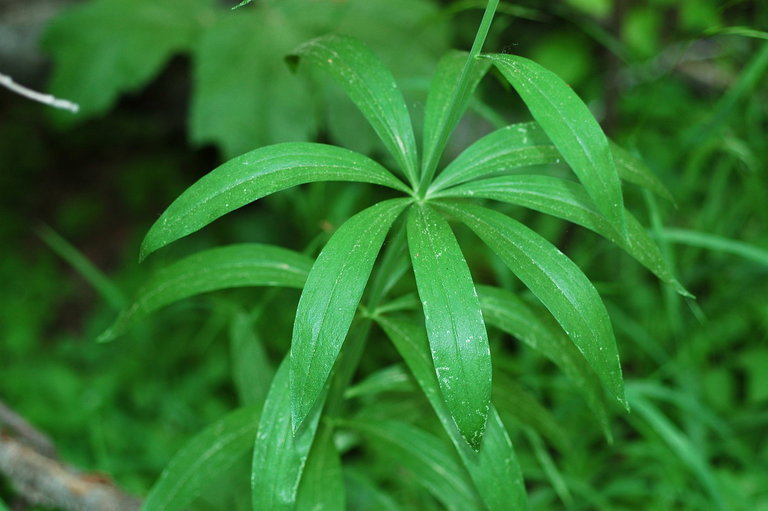 Image de Lilium pardalinum Kellogg