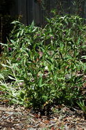 Image of Whipple's penstemon