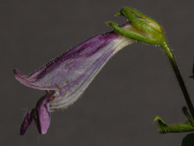 Image of Whipple's penstemon